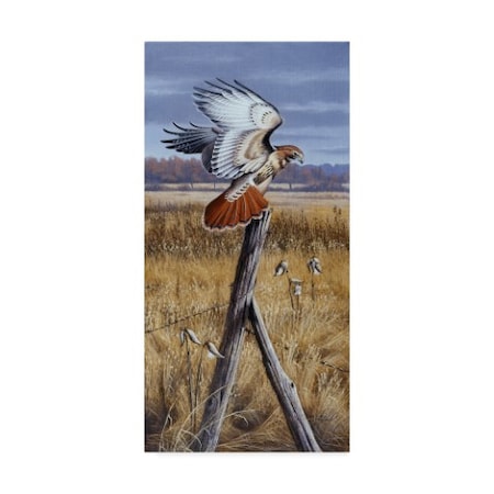 Wilhelm Goebel 'The Corner Post Red Tailed Hawk' Canvas Art,24x47